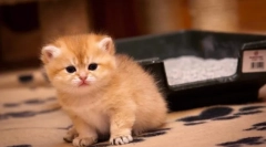 Як навчити кошеня, щоб перейти до лотка: гарантований результат за короткий час